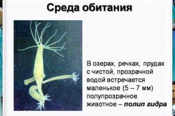 Что такое кракен плейс